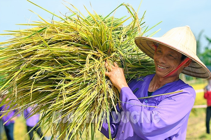 Độc đáo thi gặt lúa rươi hữu cơ ở Tứ Kỳ 
